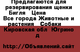 Предлагаются для резервирования щенки Бигля › Цена ­ 40 000 - Все города Животные и растения » Собаки   . Кировская обл.,Югрино д.